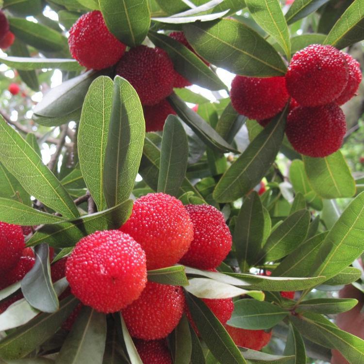 【星空app官方网页】伊卡尔迪戴帽难救主 佛罗伦萨5-4国米(图2) 星空app官方网页