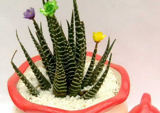 星空app官方网页