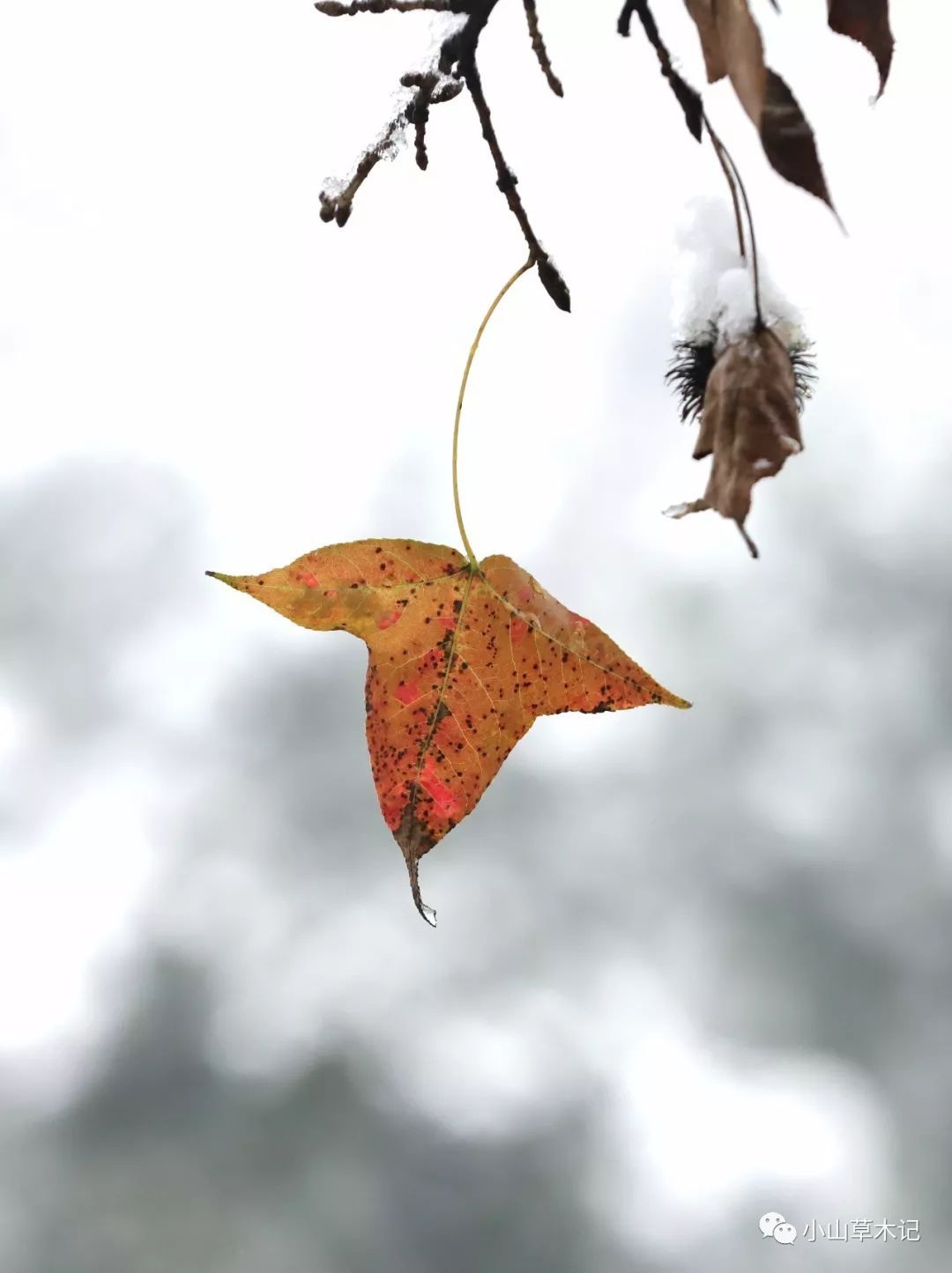 星空app官方网页