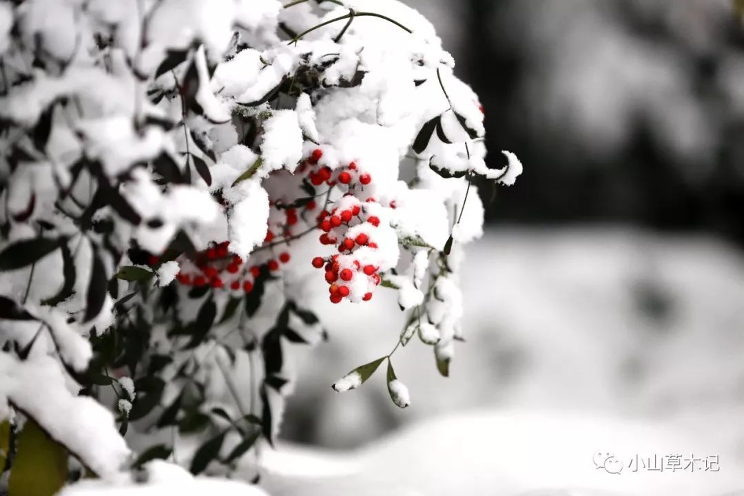 19日WNBA推荐:梦想VS狂热‘星空官方网站’(图3) 星空官方网站