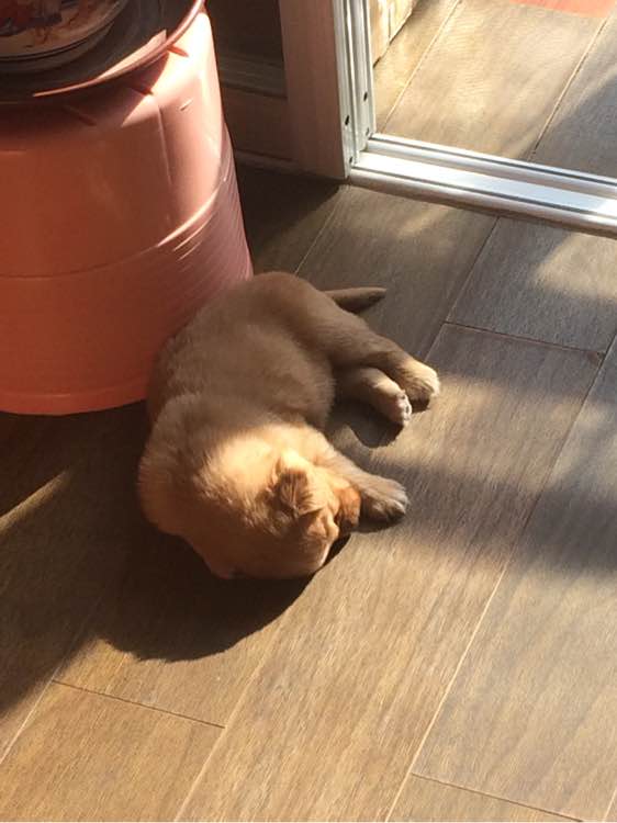 ‘星空app官方网页’上涨势头未减,菜油看涨思路不变(图1) 星空app官网